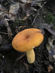 Lactifluus volemus