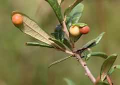 Belonocnema fossoria