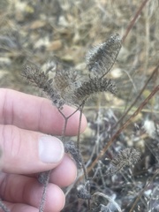 Phacelia malvifolia