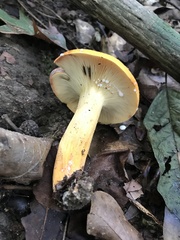 Lactifluus volemus