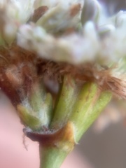 Phacelia malvifolia