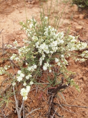 Selago namaquensis