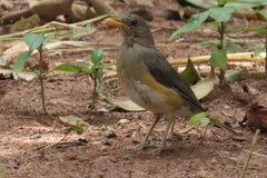 Turdus pelios