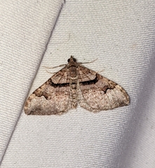 Xanthorhoe defensaria