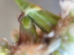 Phacelia malvifolia