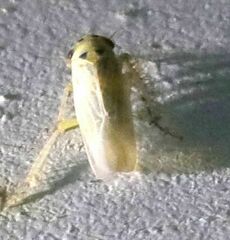 Macrosteles laevis