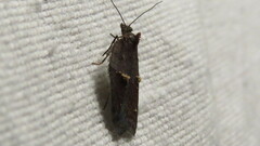 Acleris bowmanana