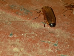 Abscondita