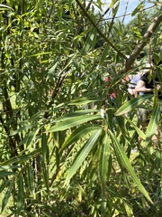 Salix nigra