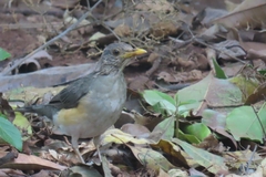 Turdus pelios