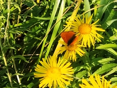 Lycaena