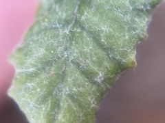 Phacelia malvifolia