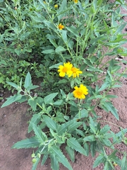 Verbesina encelioides