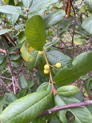 Frangula californica