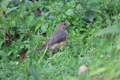 Turdus pelios