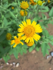 Verbesina encelioides