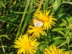 Lycaena