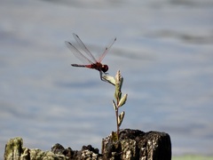 Celithemis bertha