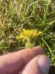 Taraxacum erythrospermum