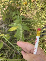 Ambrosia psilostachya