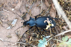 Carabus coriaceus