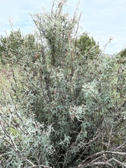 Berberis trifoliolata