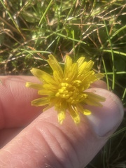 Taraxacum erythrospermum