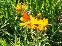 Lycaena