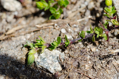 Arenaria ciliata multicaulis