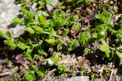 Arenaria ciliata multicaulis