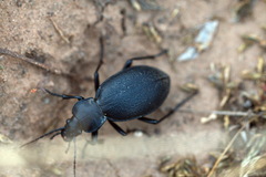 Carabus coriaceus