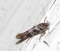 Aristotelia roseosuffusella