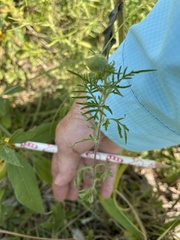 Ambrosia psilostachya