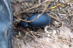 Carabus coriaceus