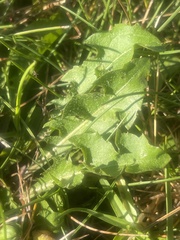 Taraxacum erythrospermum