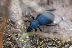 Carabus coriaceus