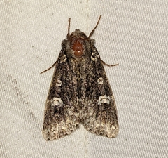 Melanchra adjuncta