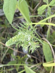 Ambrosia psilostachya