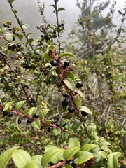 Vaccinium ovatum