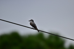 Tyrannus dominicensis