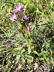 Gentianella