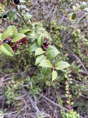 Vaccinium ovatum