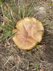 Boletinellus merulioides