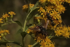 Eriothrix rufomaculata