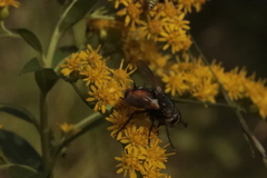 Eriothrix rufomaculata