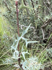 Berberis trifoliolata