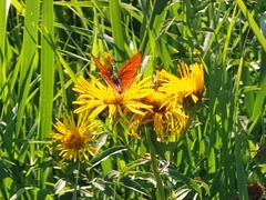 Lycaena
