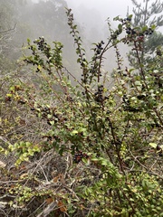 Vaccinium ovatum