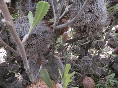 Banksia ornata
