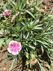 Dianthus